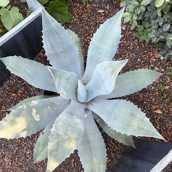 Large blue agave