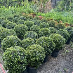 Single Ball Topiaries In 3 gls Pot. SPECIAL PRICE 🤩