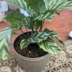 Plant For Room $15