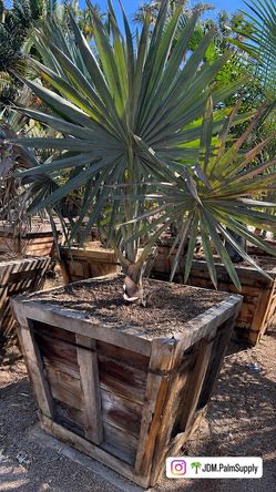 Bismarck Palm Tree