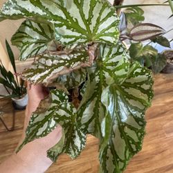 Begonias ( Ice Capades, Red Rubi, Kit Kat)