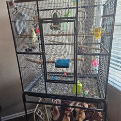 Bird Cage