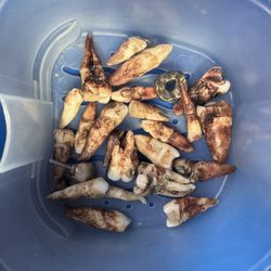 Human Teeth