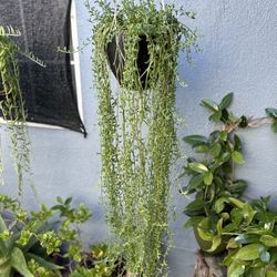 Succulents Con Colgadera De Macrame