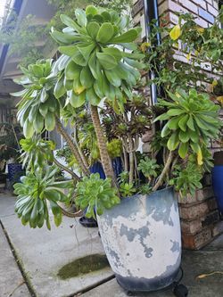 Aeonium Succulent And Pot