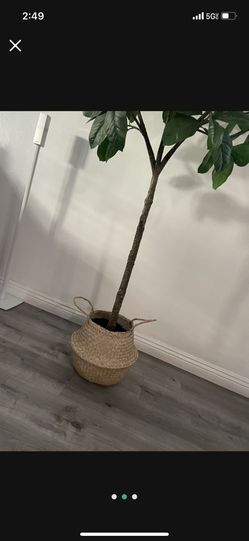 basket for plant