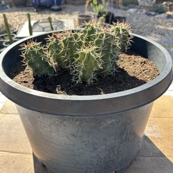 Flowering Cactus 