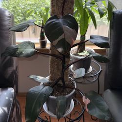 Pink Princess Philodendron