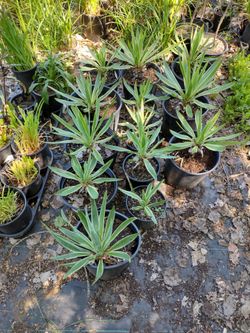 Yacca
