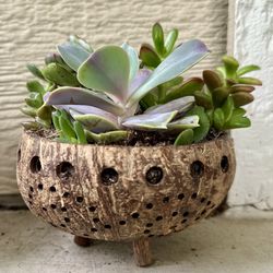 Mix Succulents And Coconut Shells Pot