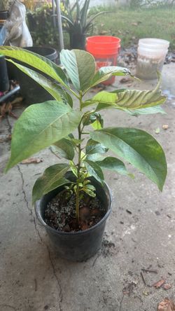 Avocado tree