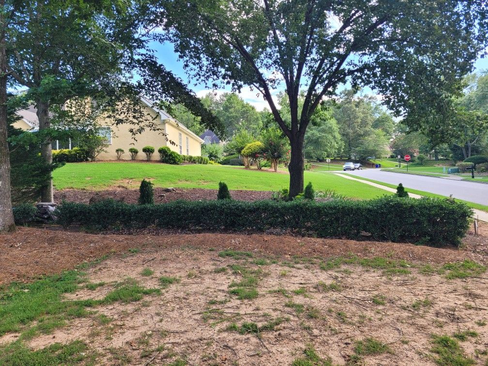 Free Bushes/Plants