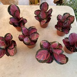 4” Calathea Roseopicta