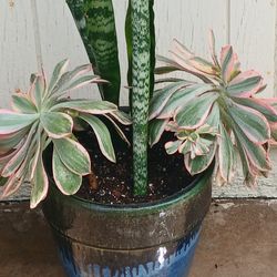 Plant and pot outside plant