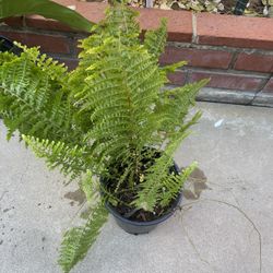 Boston Fern