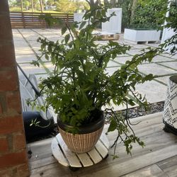 Indoor/Outdoor plant