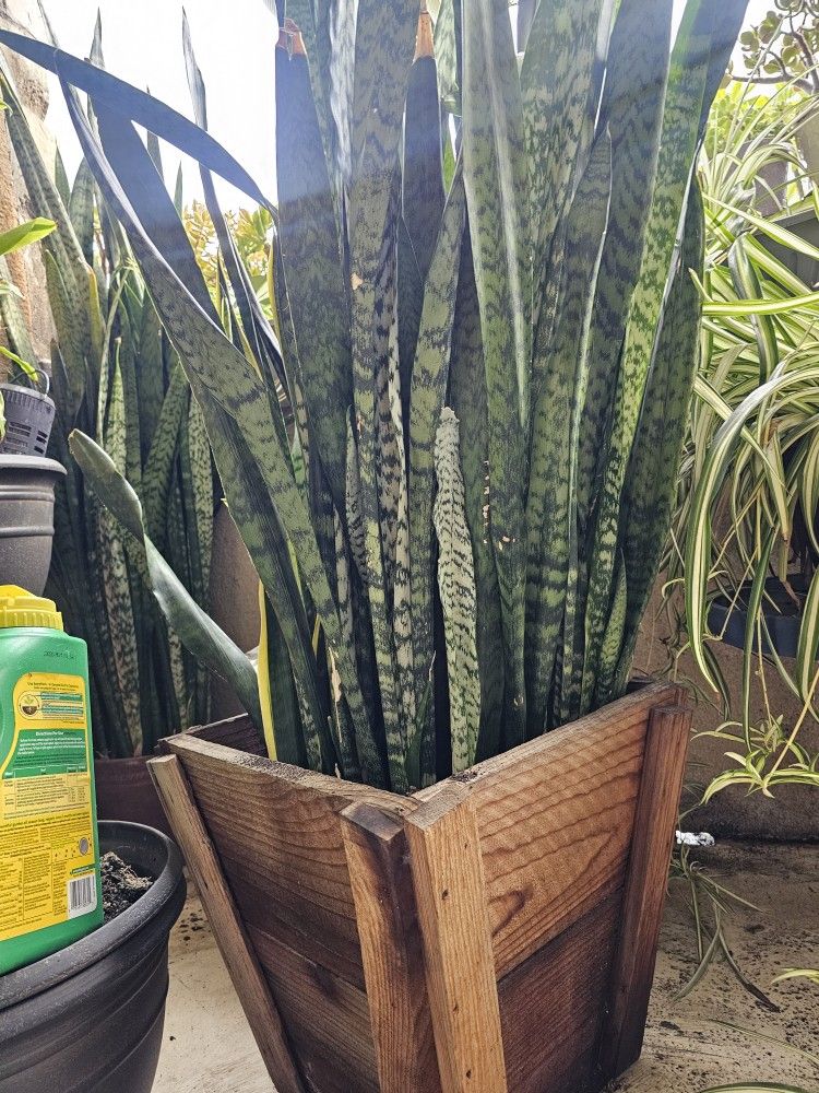 Snake Plant (Huge)