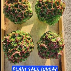 Aneonium And Succulent Sale This Sunday IN San Lorenzo