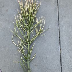 Euphorbia Fire stick plant succulent CUTTINGS