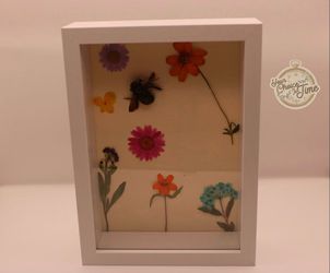 Taxidermy framed carpenter bee