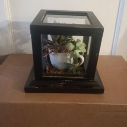 P-N-RP Succulents + Cactus Collection