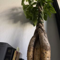 Money Tree Pachira aquatica 7 Years Old 