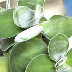 Rare Succulent Crassula Cotyledonis - Dubia  In Clay Pot 4”H.