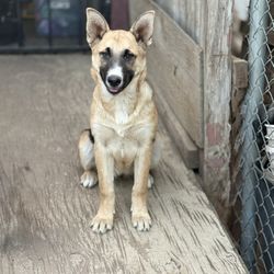 Dog Cage