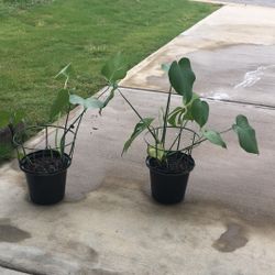 Monstera 🪴 Large Foliage $10each