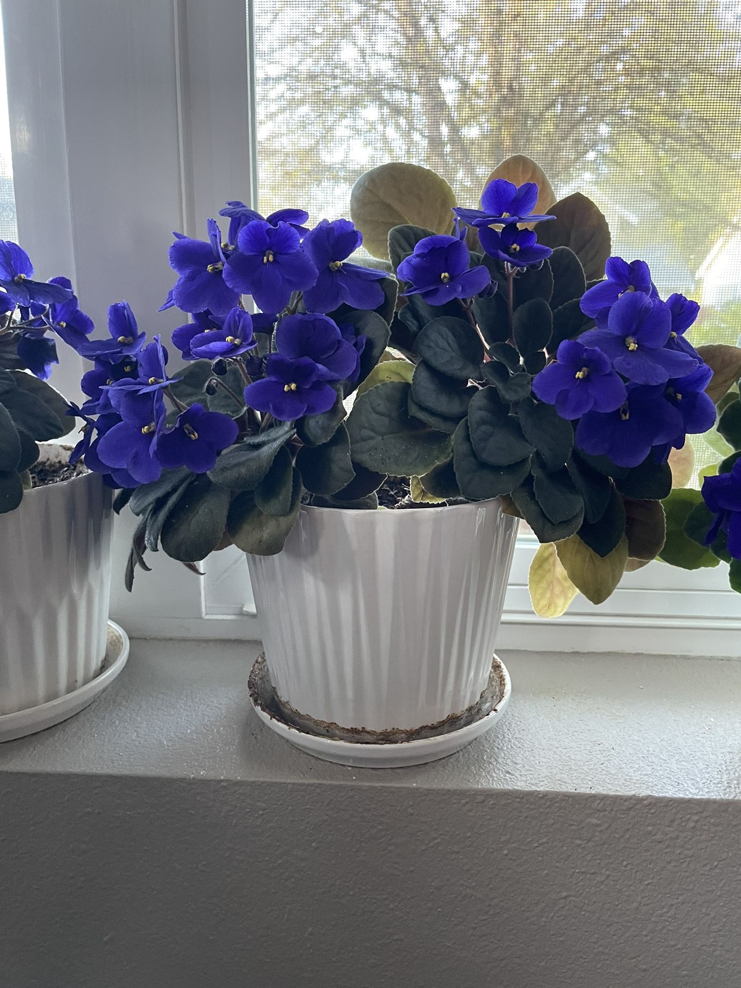 Three Potted African Violets