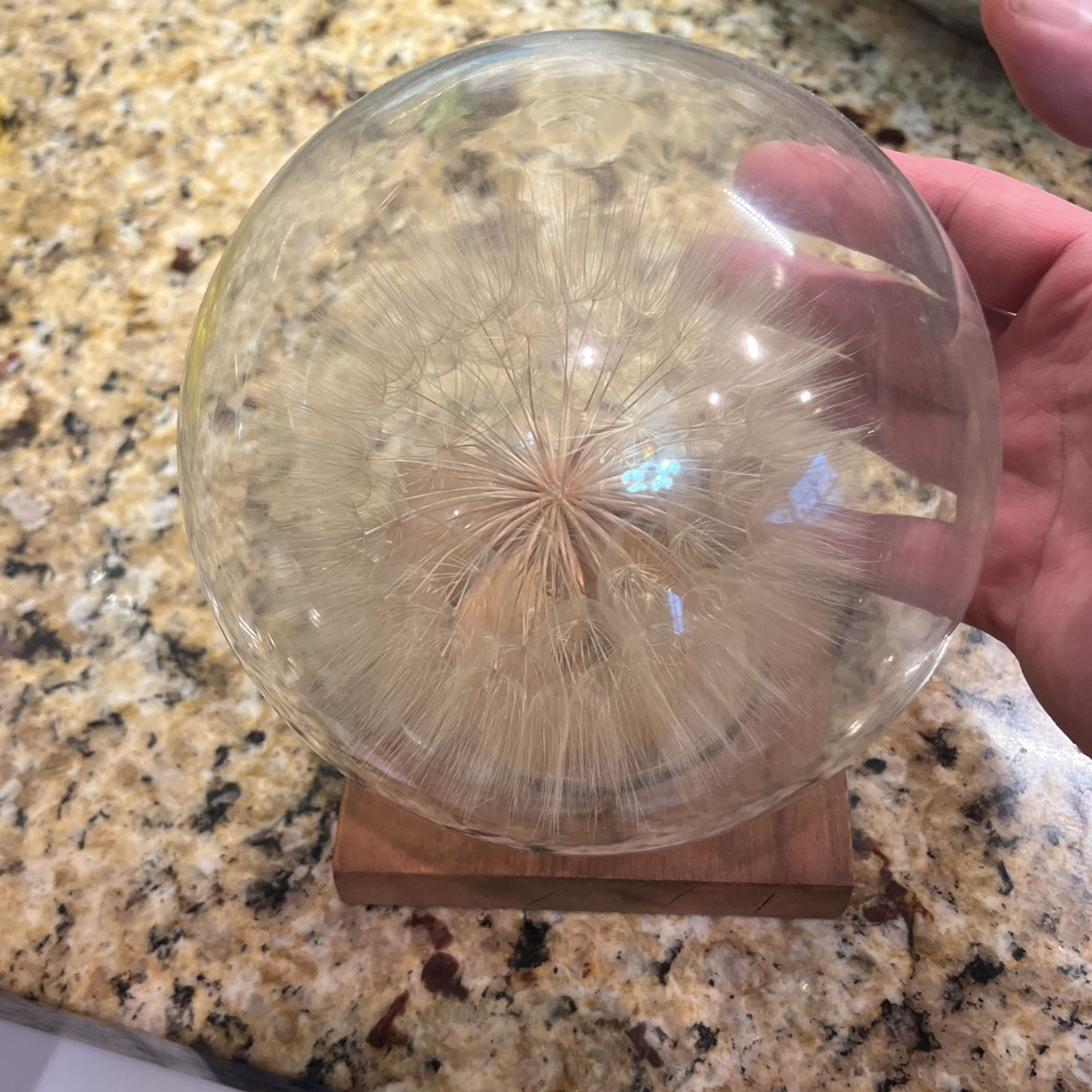 Giant Dandelions In Glass Done