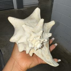Large Queen Conch Shell Pink Ocean Vintage Seashell .