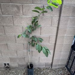 Large White Fruit Thai Guava Tree