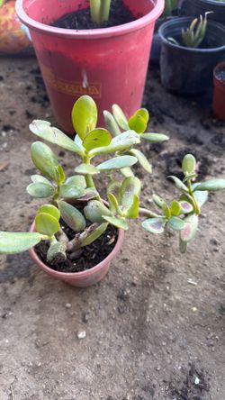 Planta bonita