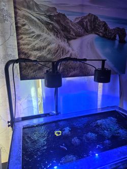 Kessil 360  reef light wit mount