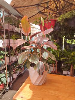 Indoor Plants $40 Each One