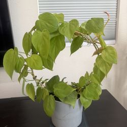 Philodendron Plant