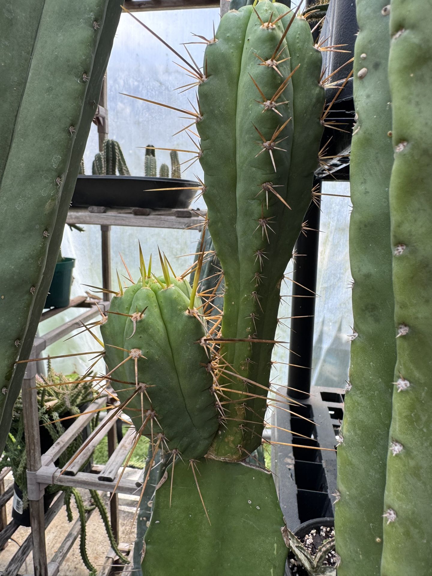 Cactus And Succulents