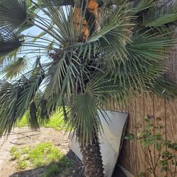 FREE! JUST DIG IT YOURSELF