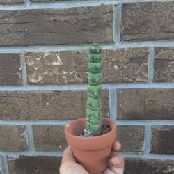 Rare Corck Screw Cactus Plant
Eulychnia castanea spiralis 