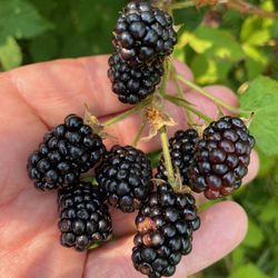 Darrow blackberry Plants
