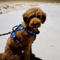 Dog Harness, Size LARGE