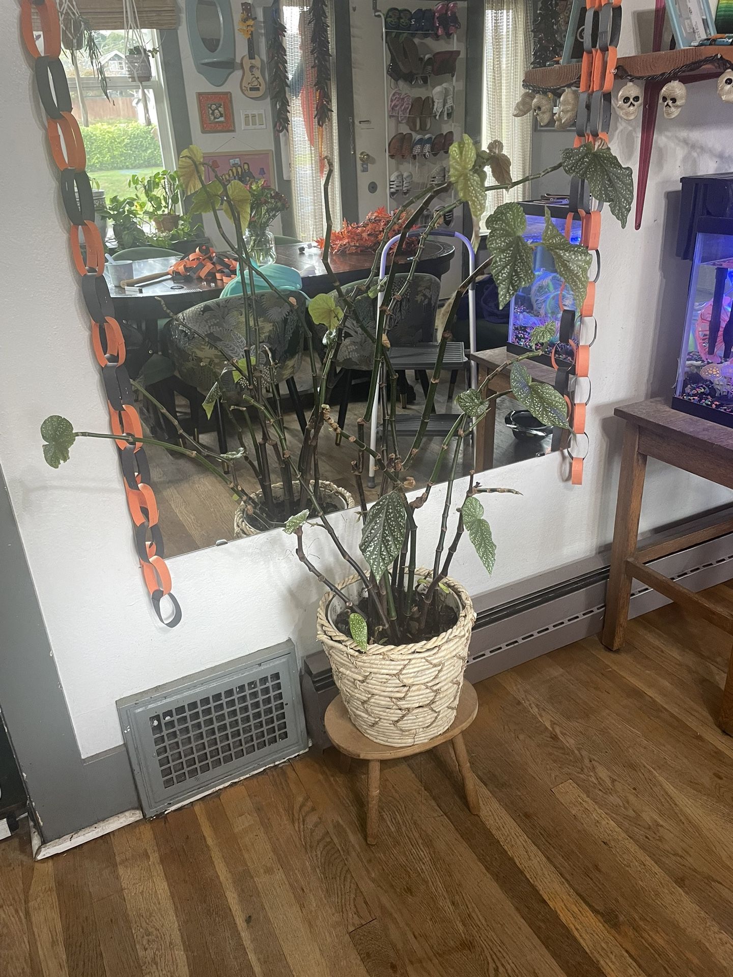 MAKE AN OFFER Large Polka Dot Begonia Houseplant