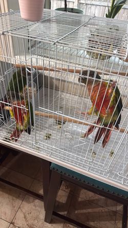 Bird Cage