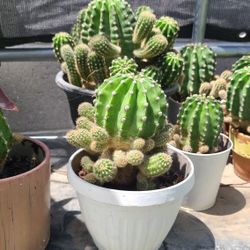 Cactus Plants
