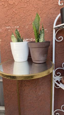 Snake Plants