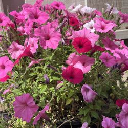 Petunia 3 Gallon Pot Plant Flowers