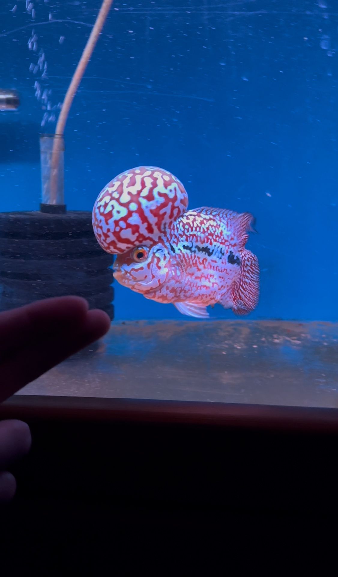 Fish Tank Decor