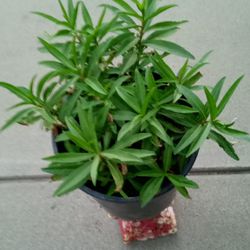 planta de santa maria