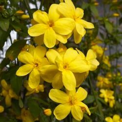 Yellow Flower Primrose Jasmine Mai Nhật